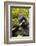 Mountain gorilla silverbck eating bamboo, Rwanda-Mary McDonald-Framed Photographic Print