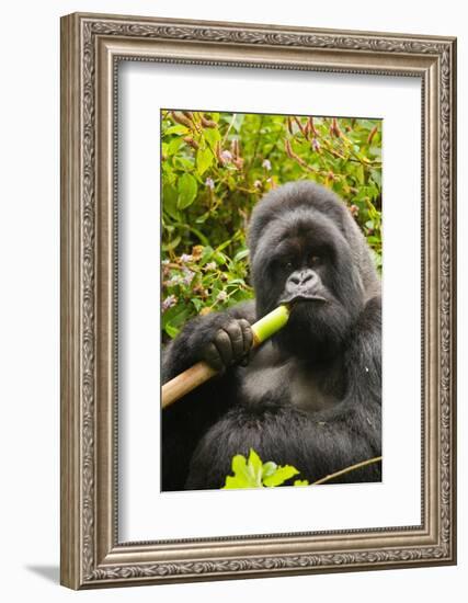 Mountain gorilla silverbck eating bamboo, Rwanda-Mary McDonald-Framed Photographic Print