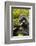 Mountain gorilla silverbck eating bamboo, Rwanda-Mary McDonald-Framed Photographic Print