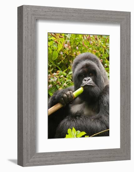 Mountain gorilla silverbck eating bamboo, Rwanda-Mary McDonald-Framed Photographic Print