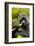 Mountain gorilla silverbck eating bamboo, Rwanda-Mary McDonald-Framed Photographic Print