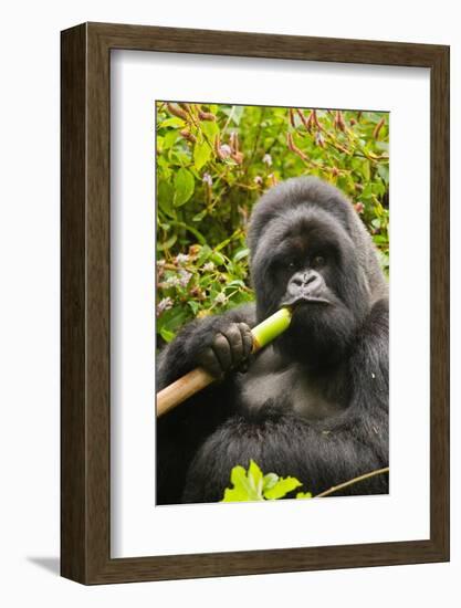 Mountain gorilla silverbck eating bamboo, Rwanda-Mary McDonald-Framed Photographic Print