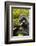 Mountain gorilla silverbck eating bamboo, Rwanda-Mary McDonald-Framed Photographic Print