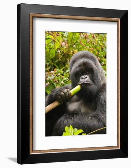 Mountain gorilla silverbck eating bamboo, Rwanda-Mary McDonald-Framed Photographic Print