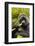 Mountain gorilla silverbck eating bamboo, Rwanda-Mary McDonald-Framed Photographic Print