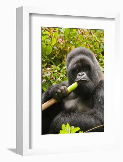 Mountain gorilla silverbck eating bamboo, Rwanda-Mary McDonald-Framed Photographic Print