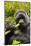 Mountain gorilla silverbck eating bamboo, Rwanda-Mary McDonald-Mounted Photographic Print