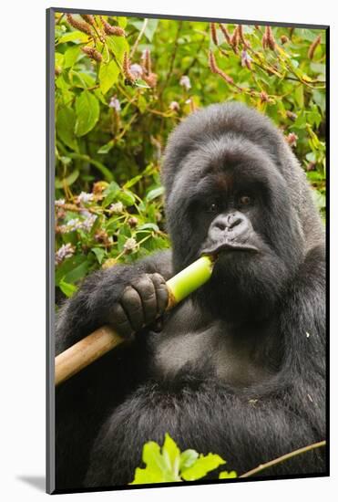 Mountain gorilla silverbck eating bamboo, Rwanda-Mary McDonald-Mounted Photographic Print