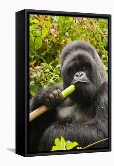 Mountain gorilla silverbck eating bamboo, Rwanda-Mary McDonald-Framed Premier Image Canvas