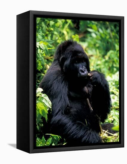 Mountain Gorilla, Virunga Volcanoes National Park, Rwanda-Art Wolfe-Framed Premier Image Canvas