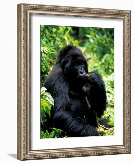 Mountain Gorilla, Virunga Volcanoes National Park, Rwanda-Art Wolfe-Framed Photographic Print