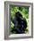 Mountain Gorilla, Virunga Volcanoes National Park, Rwanda-Art Wolfe-Framed Photographic Print