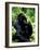 Mountain Gorilla, Virunga Volcanoes National Park, Rwanda-Art Wolfe-Framed Photographic Print