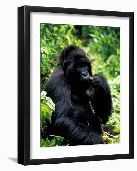 Mountain Gorilla, Virunga Volcanoes National Park, Rwanda-Art Wolfe-Framed Photographic Print