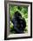 Mountain Gorilla, Virunga Volcanoes National Park, Rwanda-Art Wolfe-Framed Photographic Print