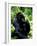 Mountain Gorilla, Virunga Volcanoes National Park, Rwanda-Art Wolfe-Framed Photographic Print