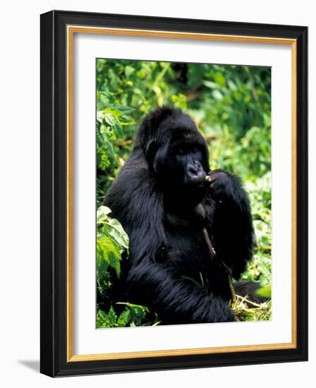 Mountain Gorilla, Virunga Volcanoes National Park, Rwanda-Art Wolfe-Framed Photographic Print