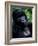 Mountain Gorilla, Virunga Volcanoes National Park, Rwanda-Art Wolfe-Framed Photographic Print