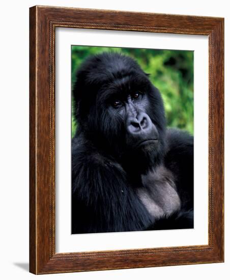 Mountain Gorilla, Virunga Volcanoes National Park, Rwanda-Art Wolfe-Framed Photographic Print