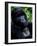 Mountain Gorilla, Virunga Volcanoes National Park, Rwanda-Art Wolfe-Framed Photographic Print