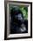 Mountain Gorilla, Virunga Volcanoes National Park, Rwanda-Art Wolfe-Framed Photographic Print