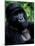 Mountain Gorilla, Virunga Volcanoes National Park, Rwanda-Art Wolfe-Mounted Photographic Print