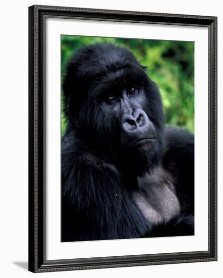 Mountain Gorilla, Virunga Volcanoes National Park, Rwanda-Art Wolfe-Framed Photographic Print