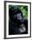 Mountain Gorilla, Virunga Volcanoes National Park, Rwanda-Art Wolfe-Framed Photographic Print