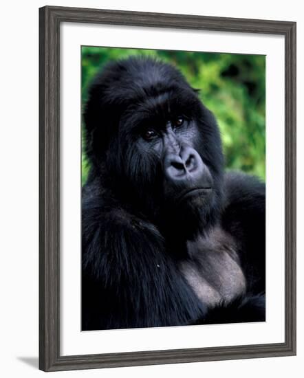 Mountain Gorilla, Virunga Volcanoes National Park, Rwanda-Art Wolfe-Framed Photographic Print