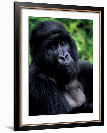 Mountain Gorilla, Virunga Volcanoes National Park, Rwanda-Art Wolfe-Framed Photographic Print