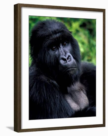 Mountain Gorilla, Virunga Volcanoes National Park, Rwanda-Art Wolfe-Framed Photographic Print