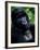 Mountain Gorilla, Virunga Volcanoes National Park, Rwanda-Art Wolfe-Framed Photographic Print