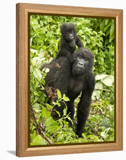 Mountain Gorilla, Volcanoes National Park, Rwanda-Joe & Mary Ann McDonald-Framed Premier Image Canvas