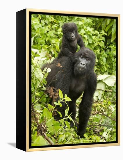 Mountain Gorilla, Volcanoes National Park, Rwanda-Joe & Mary Ann McDonald-Framed Premier Image Canvas