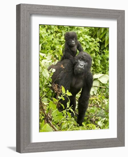 Mountain Gorilla, Volcanoes National Park, Rwanda-Joe & Mary Ann McDonald-Framed Photographic Print