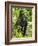 Mountain Gorilla, Volcanoes National Park, Rwanda-Joe & Mary Ann McDonald-Framed Photographic Print