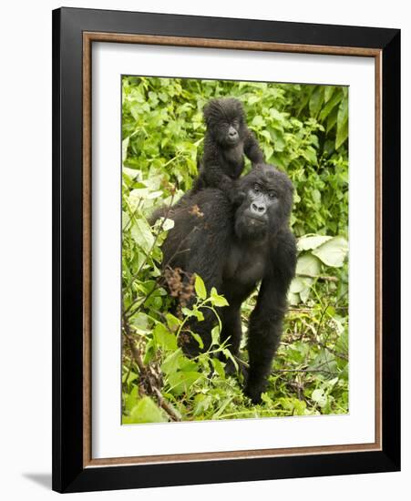 Mountain Gorilla, Volcanoes National Park, Rwanda-Joe & Mary Ann McDonald-Framed Photographic Print