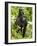 Mountain Gorilla, Volcanoes National Park, Rwanda-Joe & Mary Ann McDonald-Framed Photographic Print