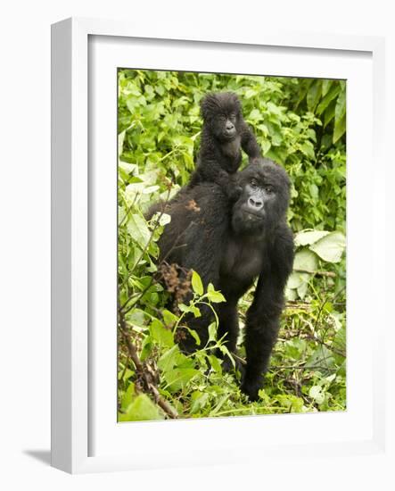 Mountain Gorilla, Volcanoes National Park, Rwanda-Joe & Mary Ann McDonald-Framed Photographic Print