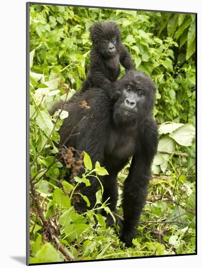 Mountain Gorilla, Volcanoes National Park, Rwanda-Joe & Mary Ann McDonald-Mounted Photographic Print