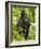 Mountain Gorilla, Volcanoes National Park, Rwanda-Joe & Mary Ann McDonald-Framed Photographic Print