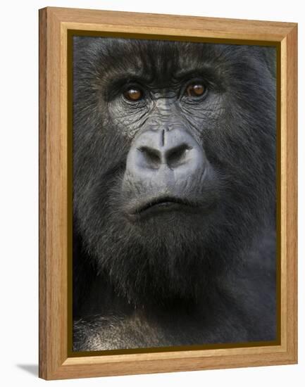 Mountain Gorilla, Volcanoes National Park, Rwanda-Joe & Mary Ann McDonald-Framed Premier Image Canvas