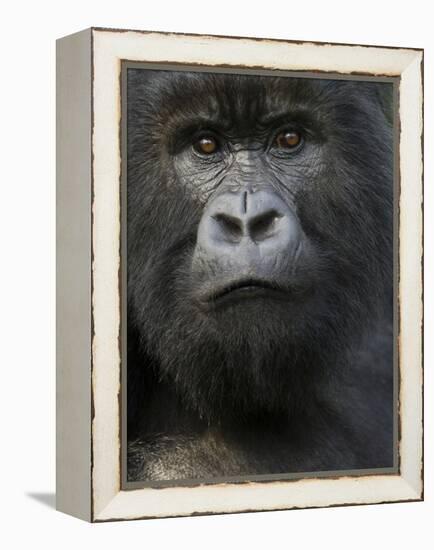 Mountain Gorilla, Volcanoes National Park, Rwanda-Joe & Mary Ann McDonald-Framed Premier Image Canvas