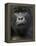 Mountain Gorilla, Volcanoes National Park, Rwanda-Joe & Mary Ann McDonald-Framed Premier Image Canvas