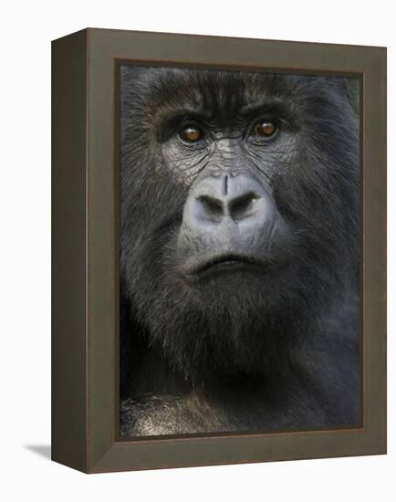 Mountain Gorilla, Volcanoes National Park, Rwanda-Joe & Mary Ann McDonald-Framed Premier Image Canvas