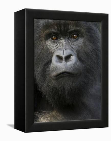 Mountain Gorilla, Volcanoes National Park, Rwanda-Joe & Mary Ann McDonald-Framed Premier Image Canvas