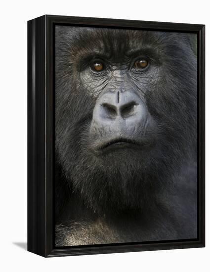 Mountain Gorilla, Volcanoes National Park, Rwanda-Joe & Mary Ann McDonald-Framed Premier Image Canvas