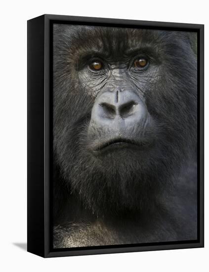 Mountain Gorilla, Volcanoes National Park, Rwanda-Joe & Mary Ann McDonald-Framed Premier Image Canvas