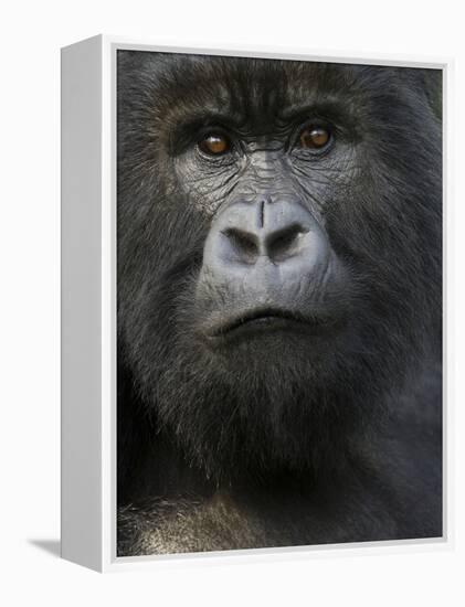 Mountain Gorilla, Volcanoes National Park, Rwanda-Joe & Mary Ann McDonald-Framed Premier Image Canvas