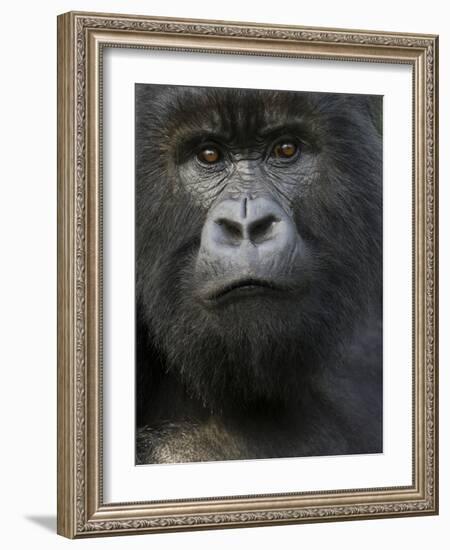 Mountain Gorilla, Volcanoes National Park, Rwanda-Joe & Mary Ann McDonald-Framed Photographic Print